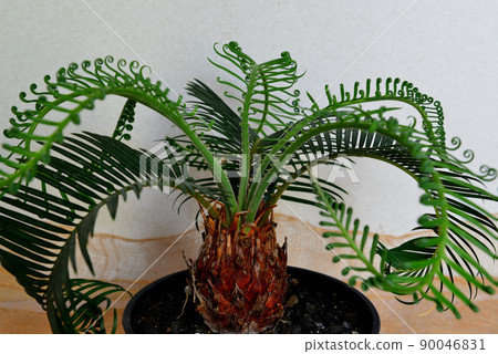 Ornamental plant cycad potted plant 90046831