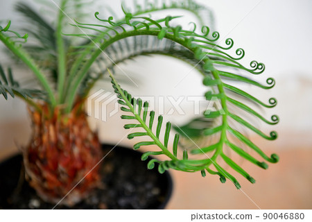 觀賞植物蘇鐵盆栽 90046880
