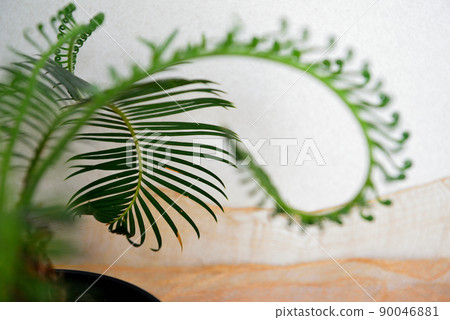 Ornamental plant cycad potted plant 90046881