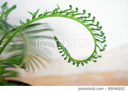 Ornamental plant cycad potted plant Ornamental plant cycad potted plant 90046882