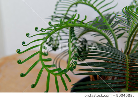 Ornamental plant cycad potted plant 90046883