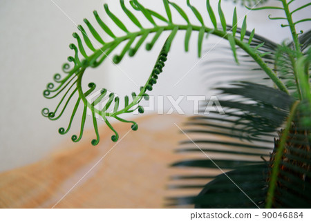 Ornamental plant cycad potted plant 90046884