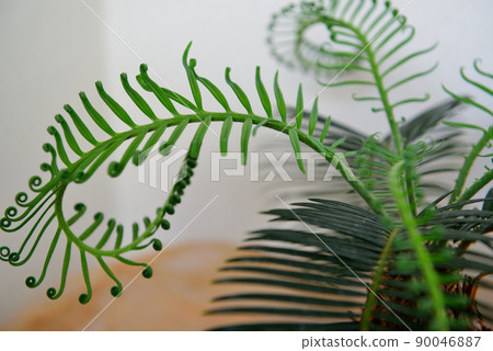 Ornamental plant cycad potted plant 90046887
