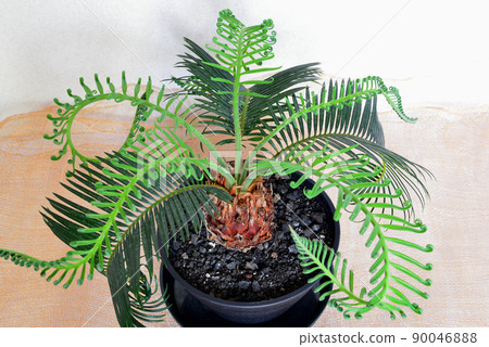 Ornamental plant cycad potted plant 90046888