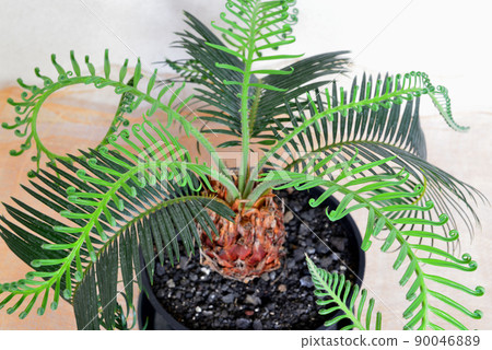 Ornamental plant cycad potted plant 90046889