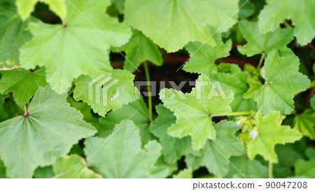 Pumpkin leaves 90047208