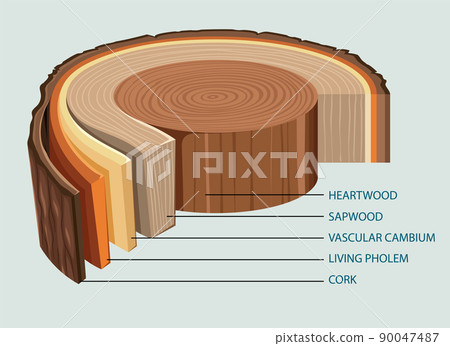 Anatomy of tree trunk Anatomy of tree trunk 90047487