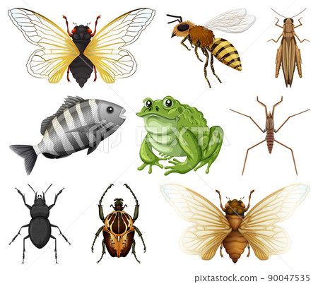 Different kinds of insects and animals on white background Different kinds of insects and animals on white background 90047535