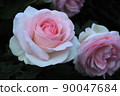 rose	 90047684
