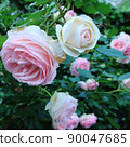 rose	 90047685