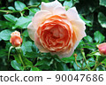 rose	 90047686