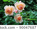 rose	 90047687