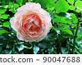 rose	 90047688