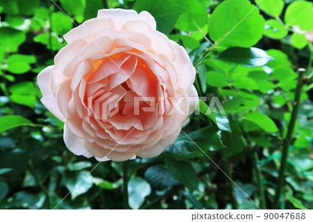 rose	 90047688