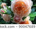 rose	 90047689