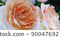 rose	 90047692