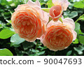 rose	 90047693
