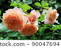 rose	 90047694