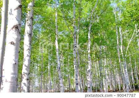 Fresh green birch forest, birch forest in early summer Fresh green birch forest, birch forest in early summer 90047787