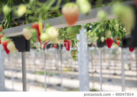 Strawberry farm that hunts strawberries Strawberry farm that hunts strawberries 90047854