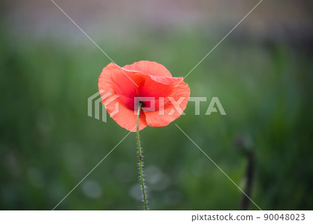 Closeup of one wild poppy in a meadow Closeup of one wild poppy in a meadow 90048023