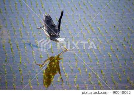 Shirasugi of paddy field Shirasugi of paddy field 90048062