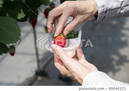 草莓採摘配煉乳吃 草莓採摘配煉乳吃 90048321