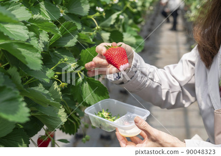 草莓採摘配煉乳吃 草莓採摘配煉乳吃 90048323