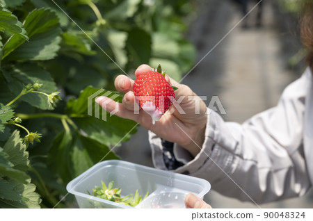草莓採摘配煉乳吃 90048324