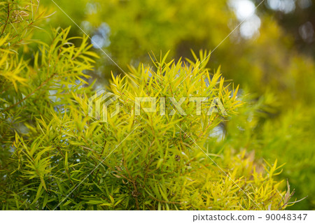 Flax-leaved Paperbark is a Melaleuca tree species with fragrant leaves 90048347