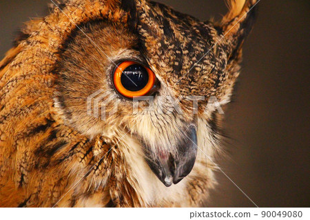 Profile up of Eurasian Eagle Owl 90049080