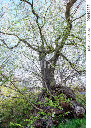 會津若松市飯森山的Tayu Sakura 會津若松市飯森山的Tayu Sakura 90049255