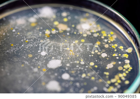 Backgrounds of Characteristics and Different shaped Colony of Bacteria and Mold growing on agar plates from Soil samples for education in Microbiology laboratory. 90049385