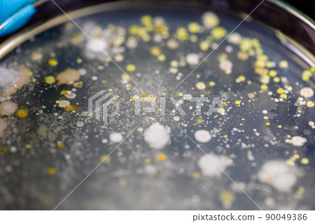 Backgrounds of Characteristics and Different shaped Colony of Bacteria and Mold growing on agar plates from Soil samples for education in Microbiology laboratory. Backgrounds of Characteristics and Different shaped Colony of Bacteria and Mold growing on agar plates from Soil samples for education in Microbiology laboratory. 90049386
