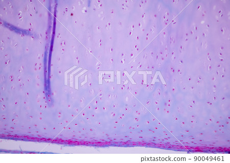 Cliated epithelium of human under the microscope in Lab. 90049461
