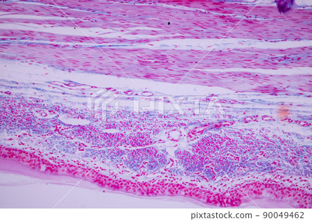 Cliated epithelium of human under the microscope in Lab. Cliated epithelium of human under the microscope in Lab. 90049462