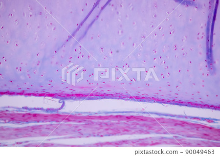 Cliated epithelium of human under the microscope in Lab. Cliated epithelium of human under the microscope in Lab. 90049463