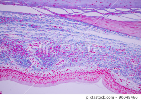 Cliated epithelium of human under the microscope in Lab. 90049466