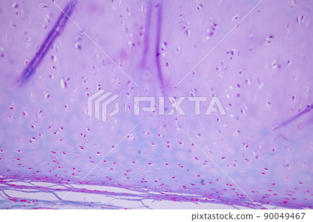 Cliated epithelium of human under the microscope in Lab. 90049467