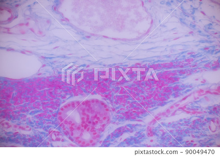 Cliated epithelium of human under the microscope in Lab. Cliated epithelium of human under the microscope in Lab. 90049470
