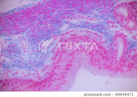 Cliated epithelium of human under the microscope in Lab. 90049471
