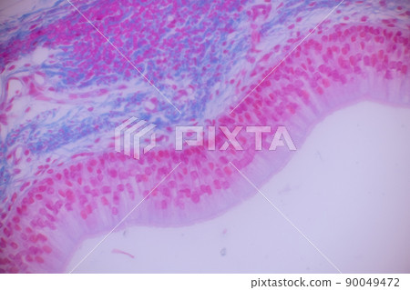 Cliated epithelium of human under the microscope in Lab. 90049472