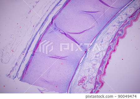 Cliated epithelium of human under the microscope in Lab. 90049474