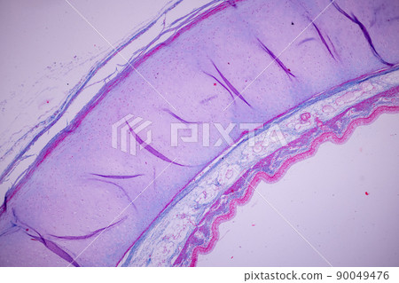 Cliated epithelium of human under the microscope in Lab. 90049476