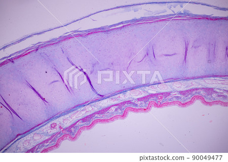 Cliated epithelium of human under the microscope in Lab. Cliated epithelium of human under the microscope in Lab. 90049477