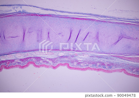 Cliated epithelium of human under the microscope in Lab. 90049478