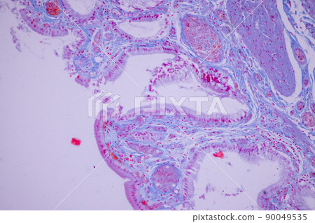 Columnar epithelium of human gall bladder under the microscope in Lab. 90049535