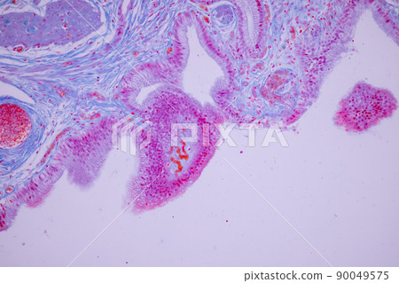 Columnar epithelium of human gall bladder under the microscope in Lab. Columnar epithelium of human gall bladder under the microscope in Lab. 90049575