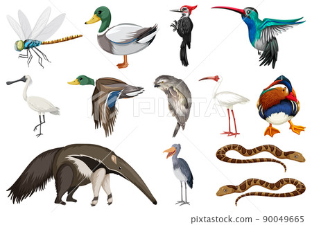 Different kinds of animals collection 90049665