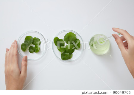 Top view of gotu kola decorated in petri dish and beaker with hand model in white background Top view of gotu kola decorated in petri dish and beaker with hand model in white background 90049705
